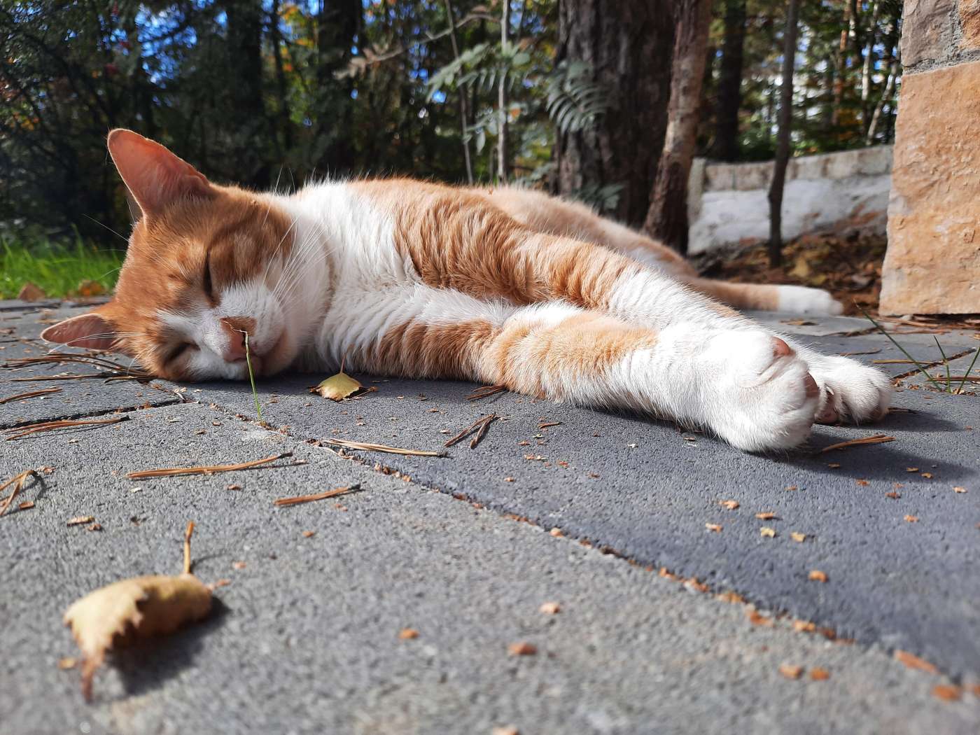 Sleep Lab - Nauka sna u prirodi